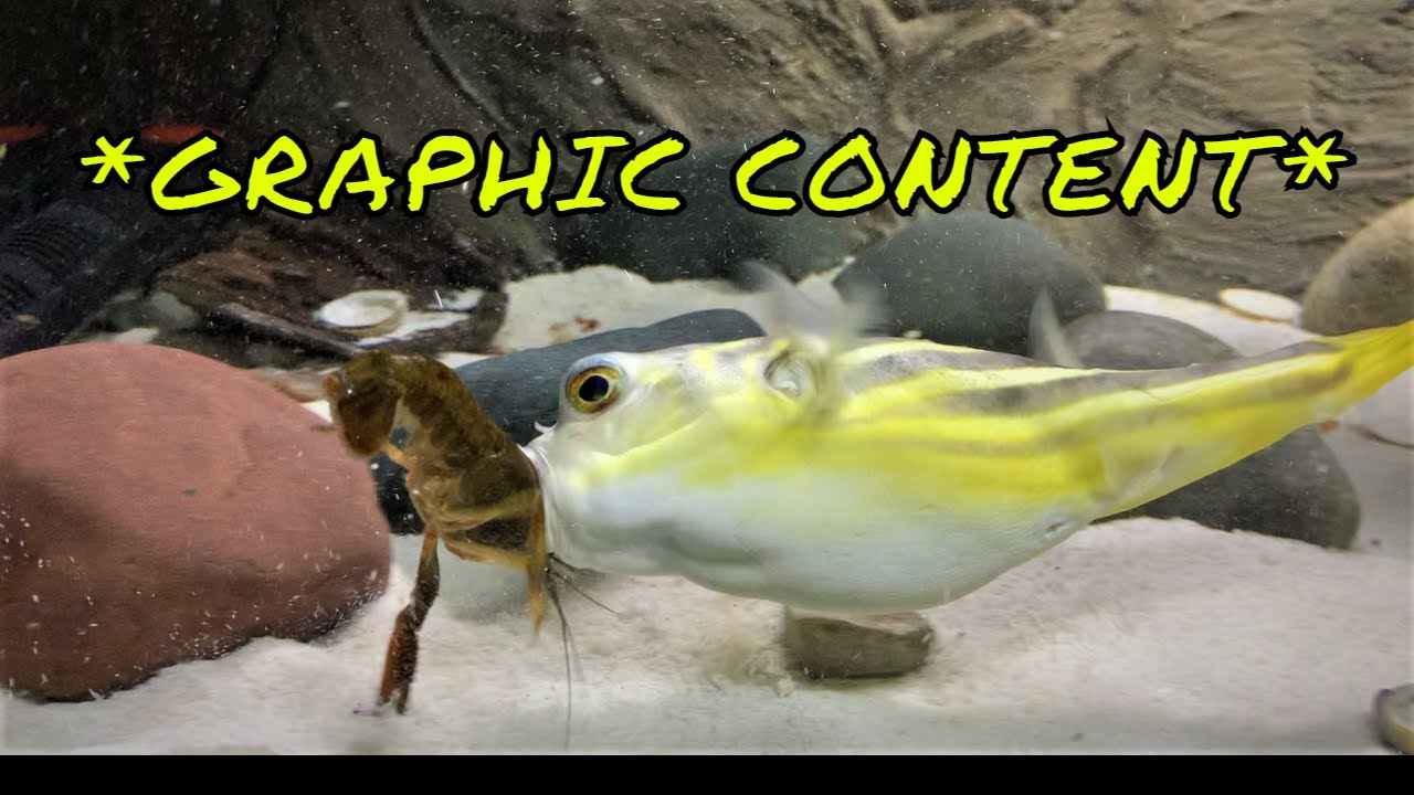 Brutal Fahaka Puffer Fish Feeding Competition * GRAPHIC CONTENT * YouTube