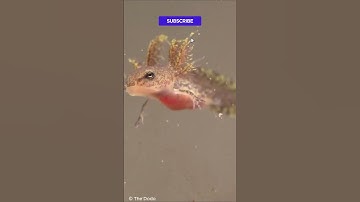 Can an Axolotl Regenerate Its Brain After Injury? #science #sciencefacts