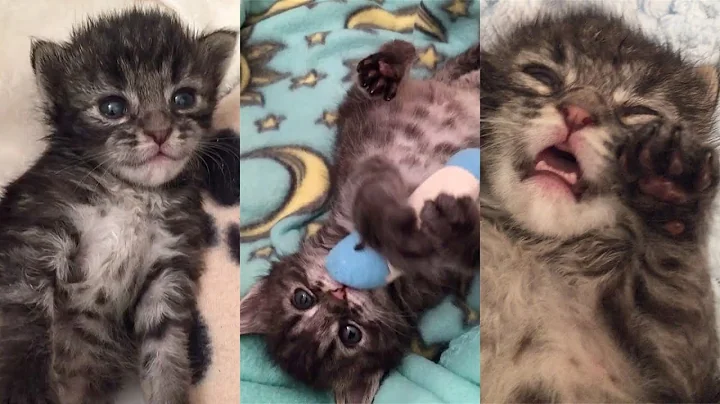Rescue 3 Tiny Kittens Growing Up by Syringe Feeding