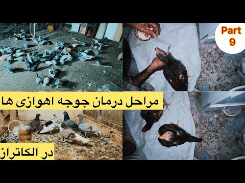 لذت دون دادن به کبوتر رنگه خروس لاری وضعیت مراحل درمان جوجه سوزان اهوازی در مشهد کبوتران مسافتی