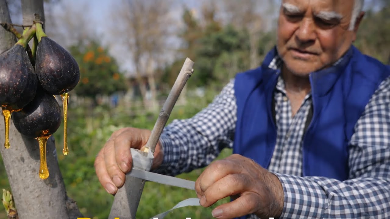 İncir Ağacı Nasıl Aşılanır ? Basit Ve Garanti Çözüm