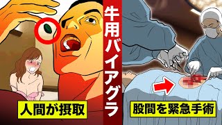 【実話】牛用バイアグラを飲んだ男。３日間勃◯し続け…緊急手術。