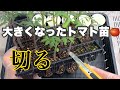 美味しいトマトをたくさん作るためトマト苗切りました！【230326】#家庭菜園 #胚軸切断#トマト栽培#アロイトマト