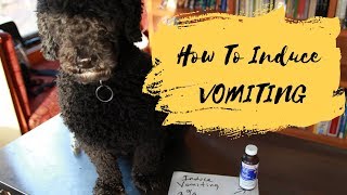 How To Induce Vomiting In Your Dog or Cat