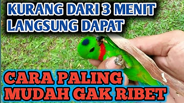 Cara Menjebak Burung Serindit ||👍 Dalam Waktu Singkat | Blue-crowned hanging parrot