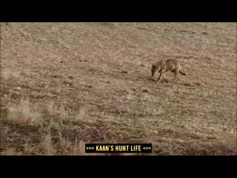 Boz Kurtlar - Karşılaşma - Yakın Çekim (Anatolian Gray Wolves)