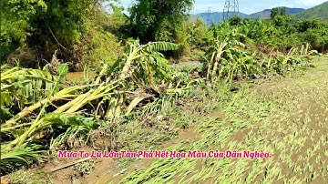 Mưa To Lũ Lớn Lại Về Tàn Phá Hết Hoa Màu Của Dân Nghèo Vùng Quê Tây Bắc. Bị Ngập Lụt.