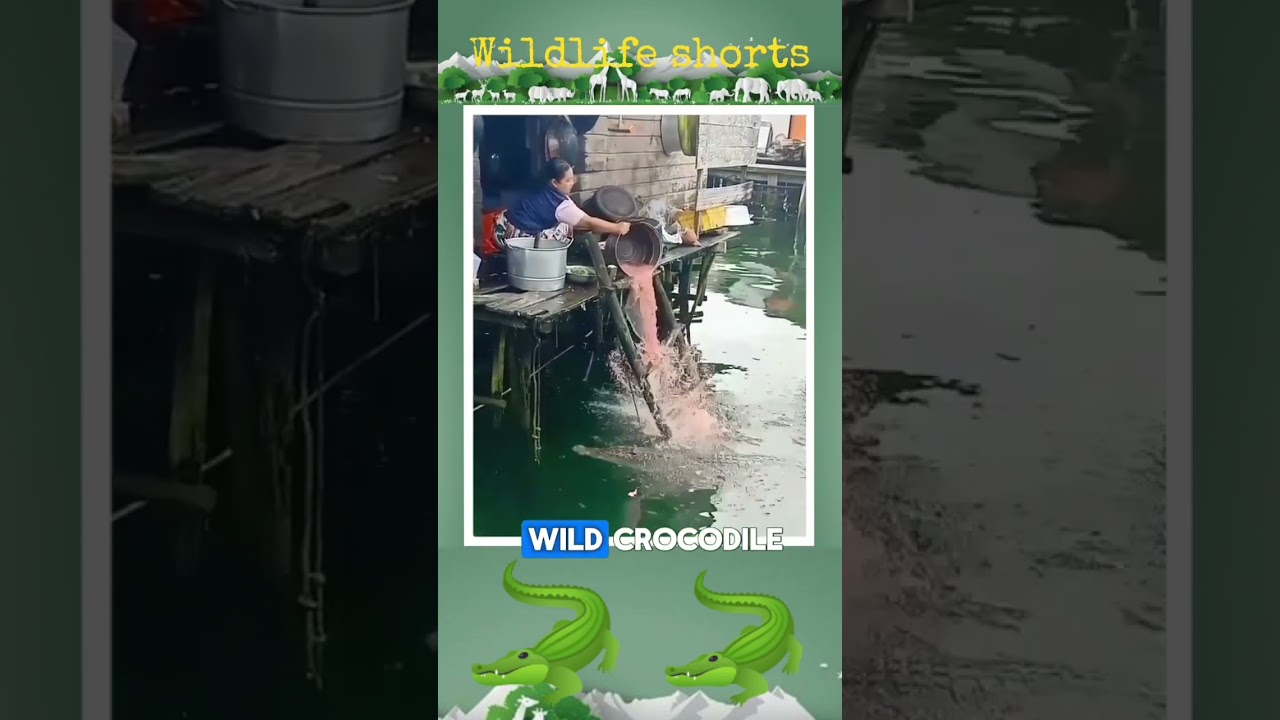 LIVING WITH CROCODILES 