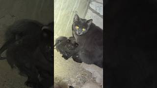 Mother Cat With Baby Kittens In The Basement