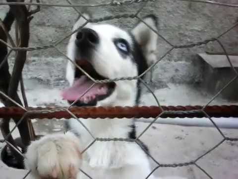 ლაი ორფეხაა