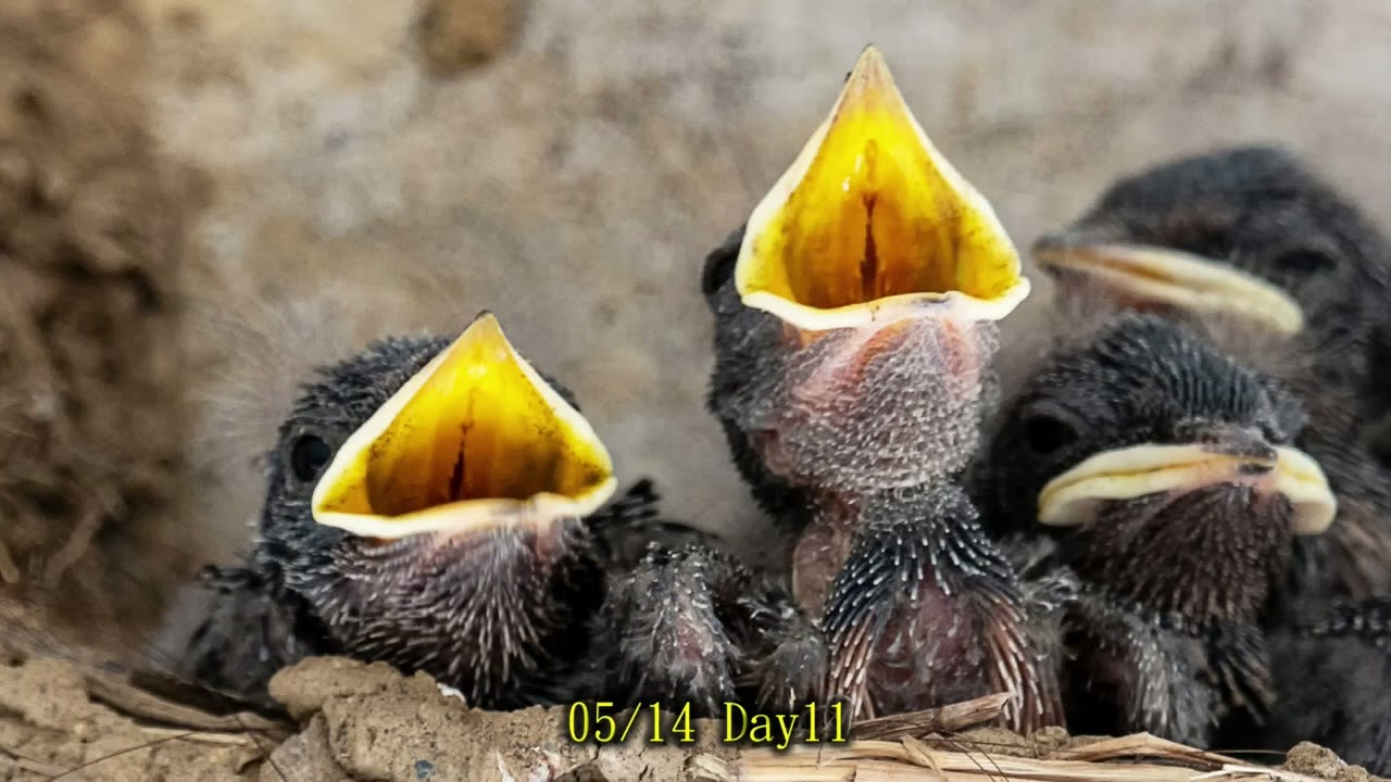 20250530Day27全紀錄完結