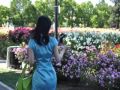 葬花词 葬花词