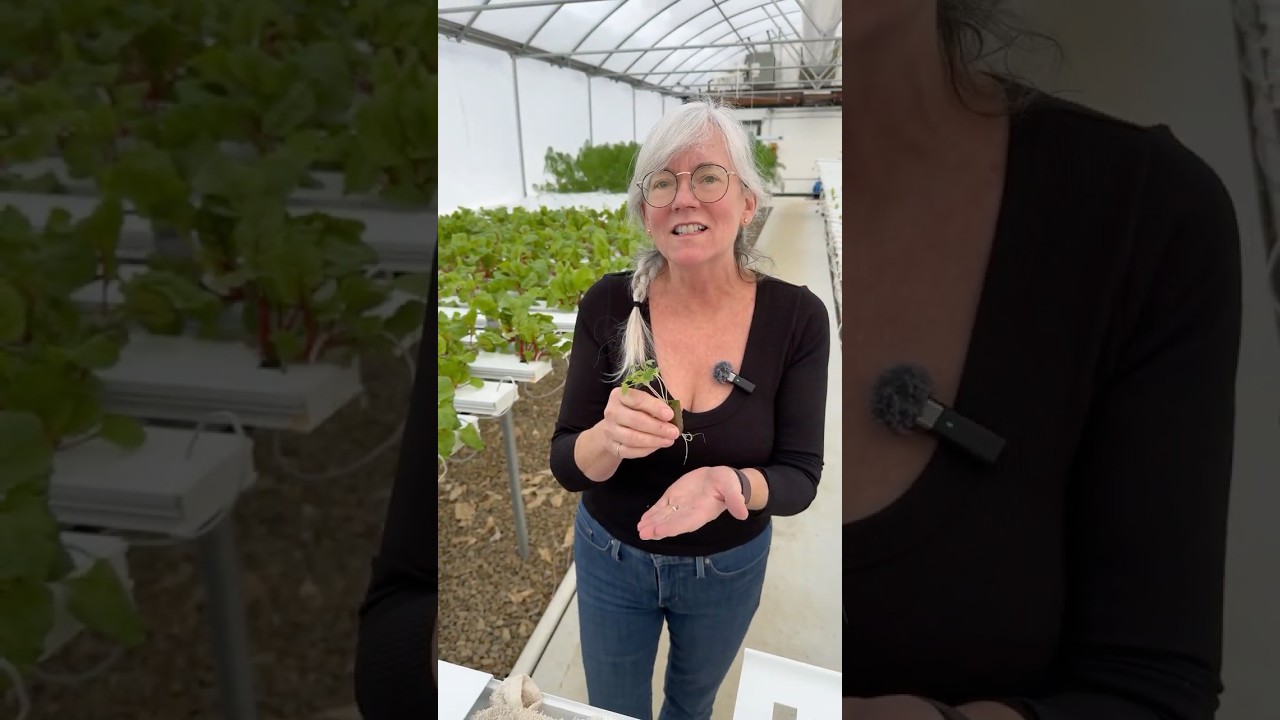 This ONE Step Saves Your Hydroponic Crop 🌱#hydroponics #nftsystem #greenhouse