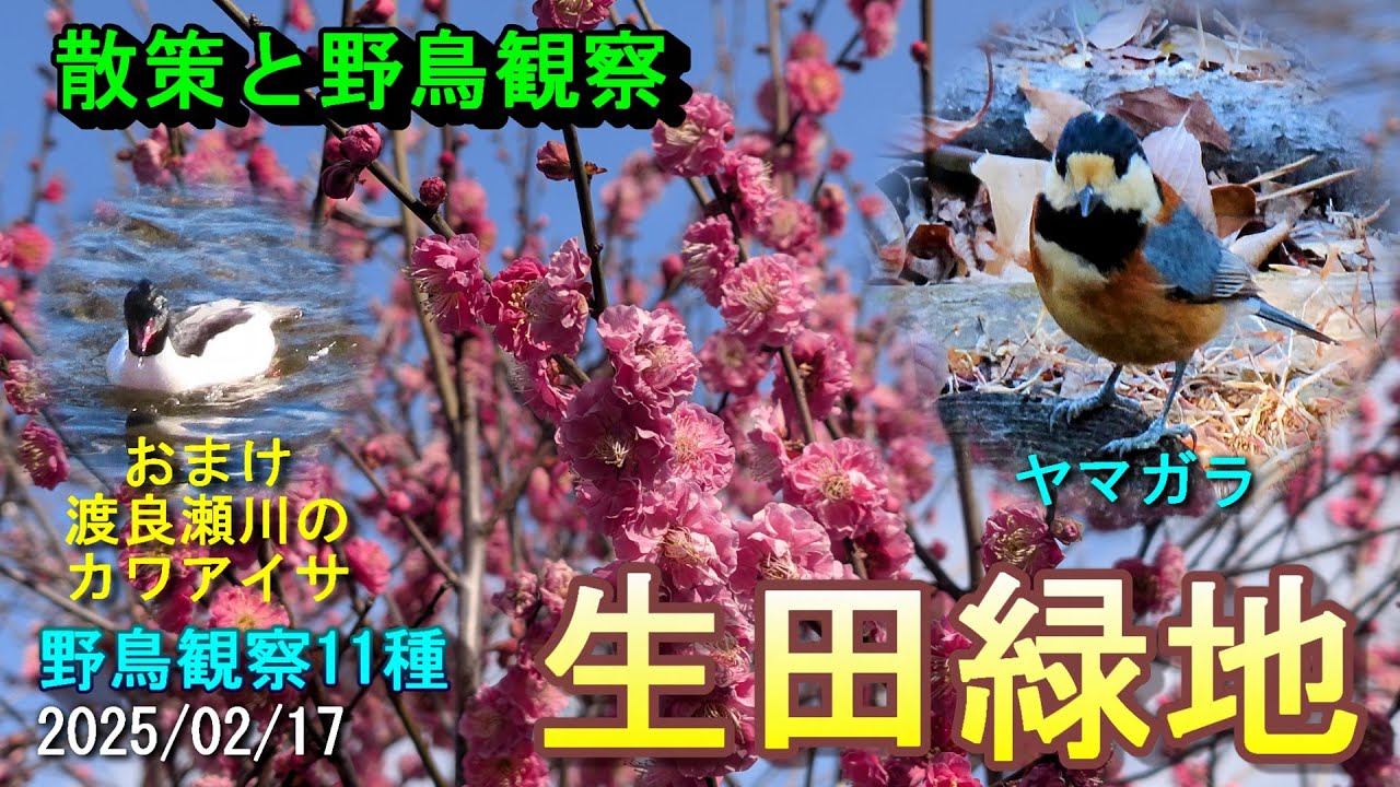 【散策と野鳥観察】生田緑地　※おまけで渡良瀬川のカワアイサの映像も