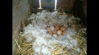 Как понять,что утка готова сесть на яйца,когда садится на гнездо.Мускусные утки.