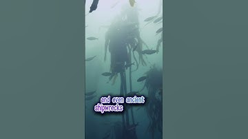 We’ve Explored Only 5% of the Ocean! 🌊😱