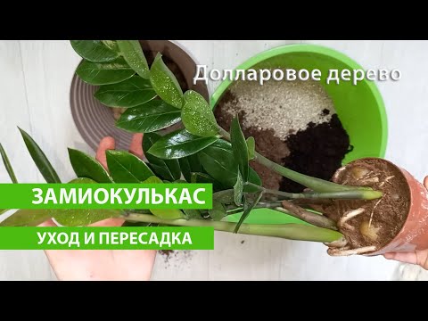 Замиокулькас УХОД И ПЕРЕСАДКА, грунт, секреты успеха здорового Долларового дерева