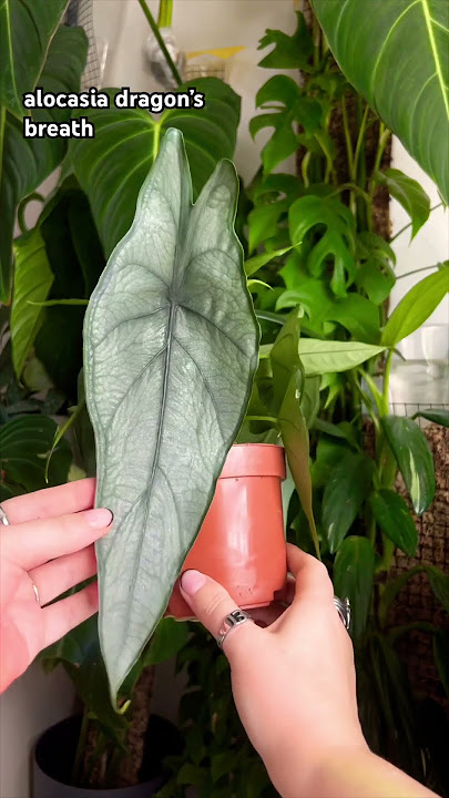 Obsessed with these plants from Grow Tropicals 🪴