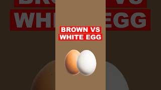 White VS Brown Eggs (Explained)