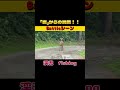 【シカと勝負!】#shorts #鹿 #野生動物 #gter #goodtimeencounter