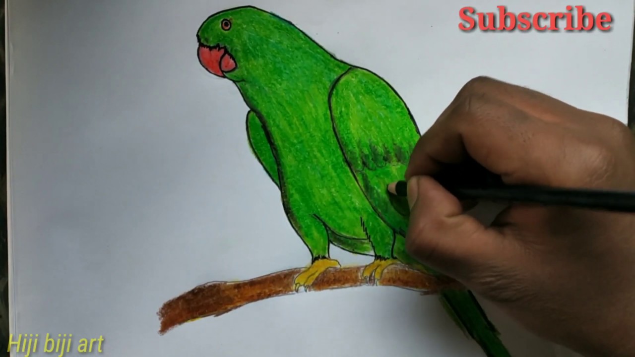 Parrot drawing for beginners /Step by step parrot drawing /Green ...