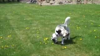 Lucy & Apple playing by FlyingColorsCanine 70 views 10 years ago 1 minute, 50 seconds