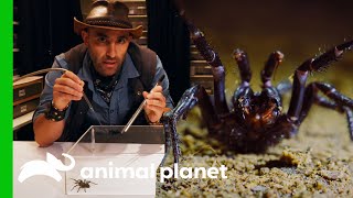 Coyote Helps Create A Life-Saving Serum From A Spider's Venom | Coyote Peterson: Brave The Wild