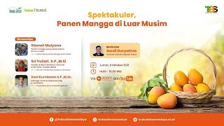 Spektakuler, Panen Mangga di Luar Musim