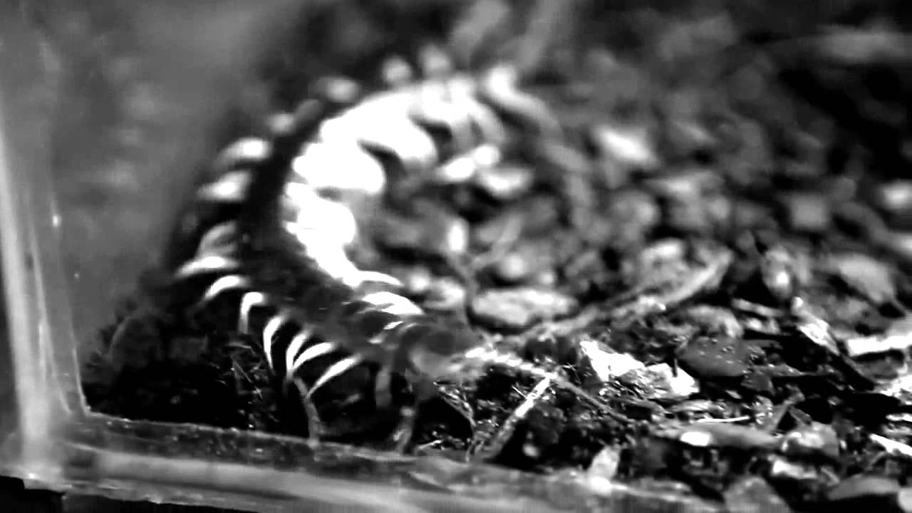 Человеческая многоножка 2 (2011) Фильм. Трейлер HD - YouTube