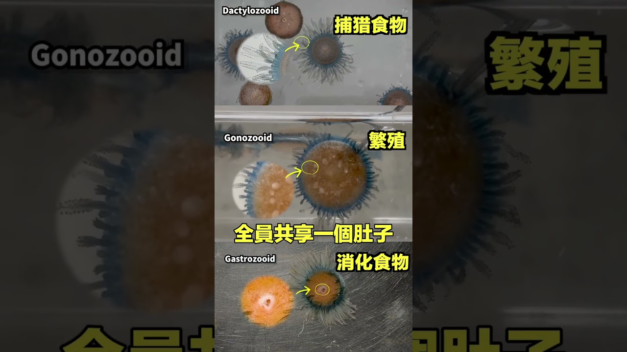 水母縫合怪|自說自話的總裁