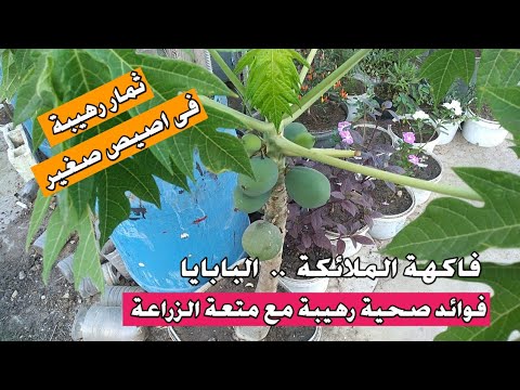 زراعة البابايا على السطح ولحظة حصاد أول ثمرة ومعلومات مهمة عن شجرة الباباز