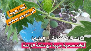 زراعة البابايا على السطح ولحظة حصاد أول ثمرة ومعلومات مهمة عن شجرة الباباز papaya