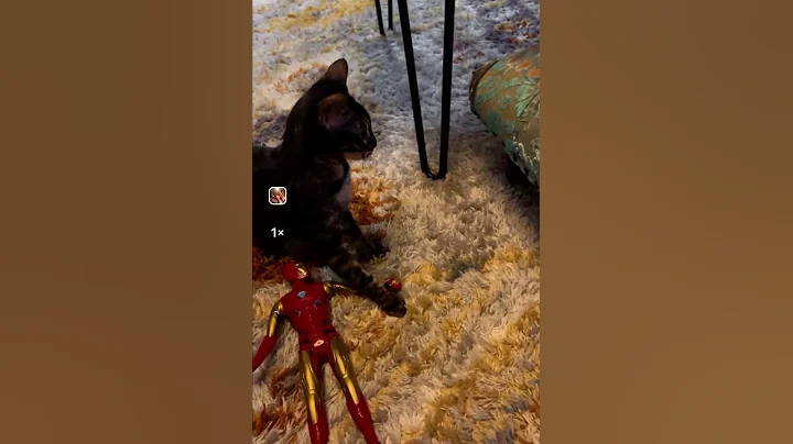 Video 10140721: bengal cat fight