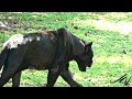 Black Panther - Panthera onca  at  Xcaret Riviera Maya Mexico - YouTube