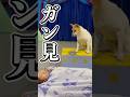 【天才？】サーカス犬の前におやつを置いて寝てみると…