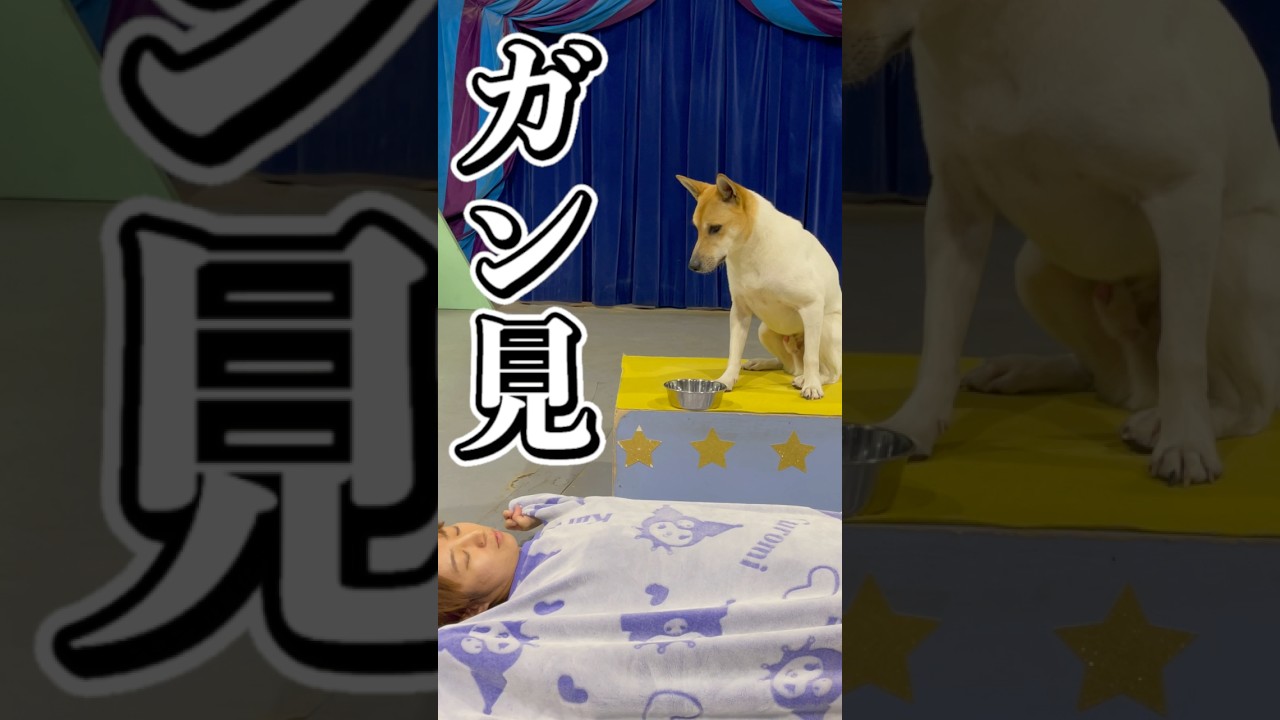 【天才？】サーカス犬の前におやつを置いて寝てみると…