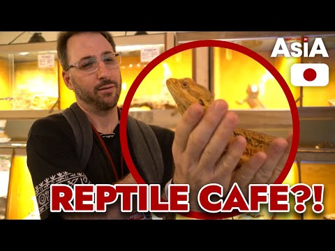 Video: Kafe Ular Tokyo Melayani Pecinta Reptil
