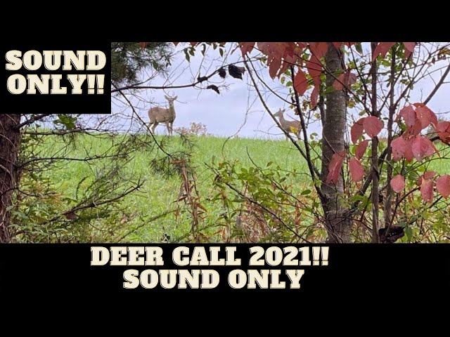Whitetail Deer Call Sound Only Outlet | www.jkuat.ac.ke
