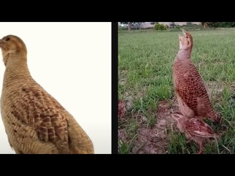 Boli teetar desi - YouTube