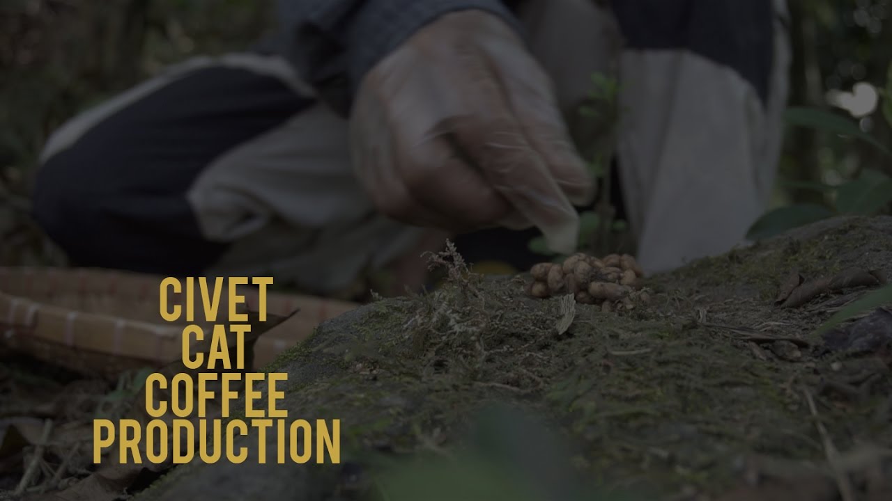Civet Cat Coffee Production (Iteration1) YouTube