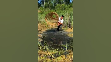 mama toman‼️dibalik semak semak ada ikan babon sembunyi #shorts #amazing #fish #trending #toman #fyp