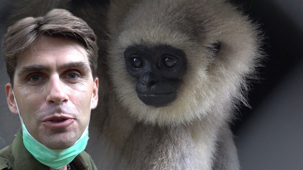 Ce gibbon est un funambule de qualité - ZAPPING SAUVAGE 