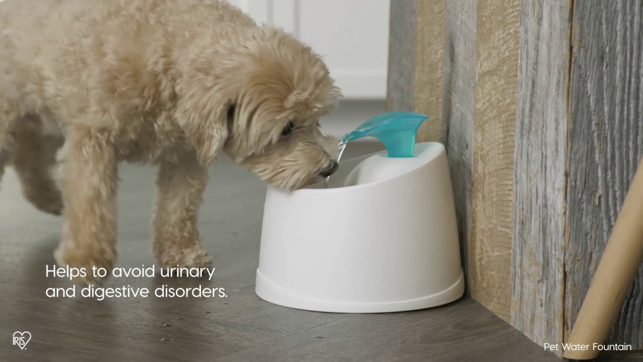puppy water fountain