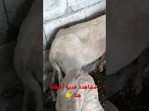طريقة اعطاء دواء علاج خرفان من غش