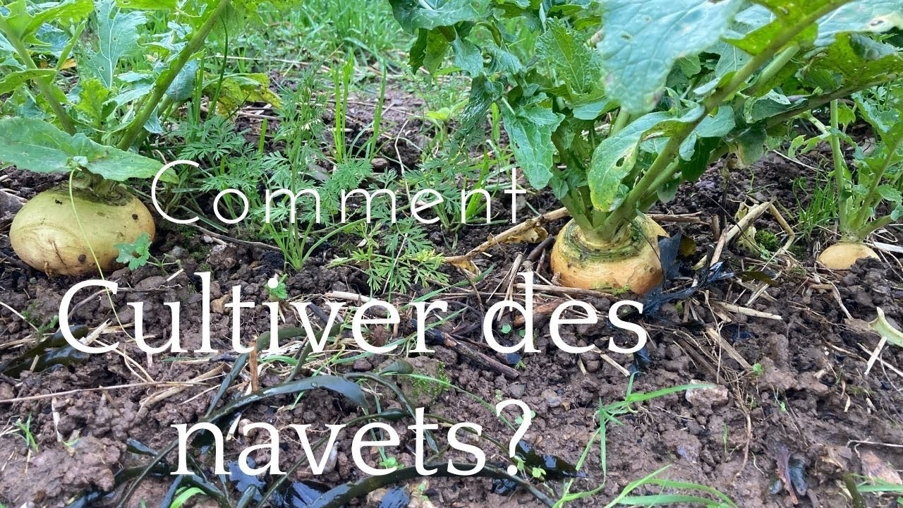 Comment faire pousser des navets? YouTube — free download