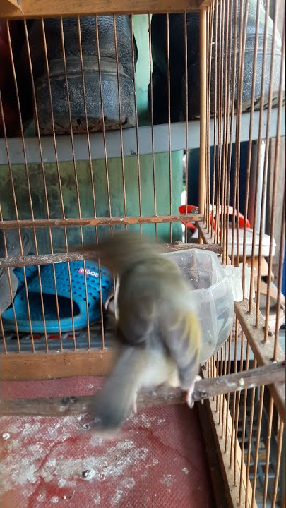 prenjak atas paud ngriwik
