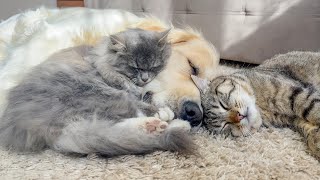 Adorable Golden Retriever and Cute Cats [Cuteness Overload] by Buddy 15,141 views 1 month ago 1 minute, 35 seconds