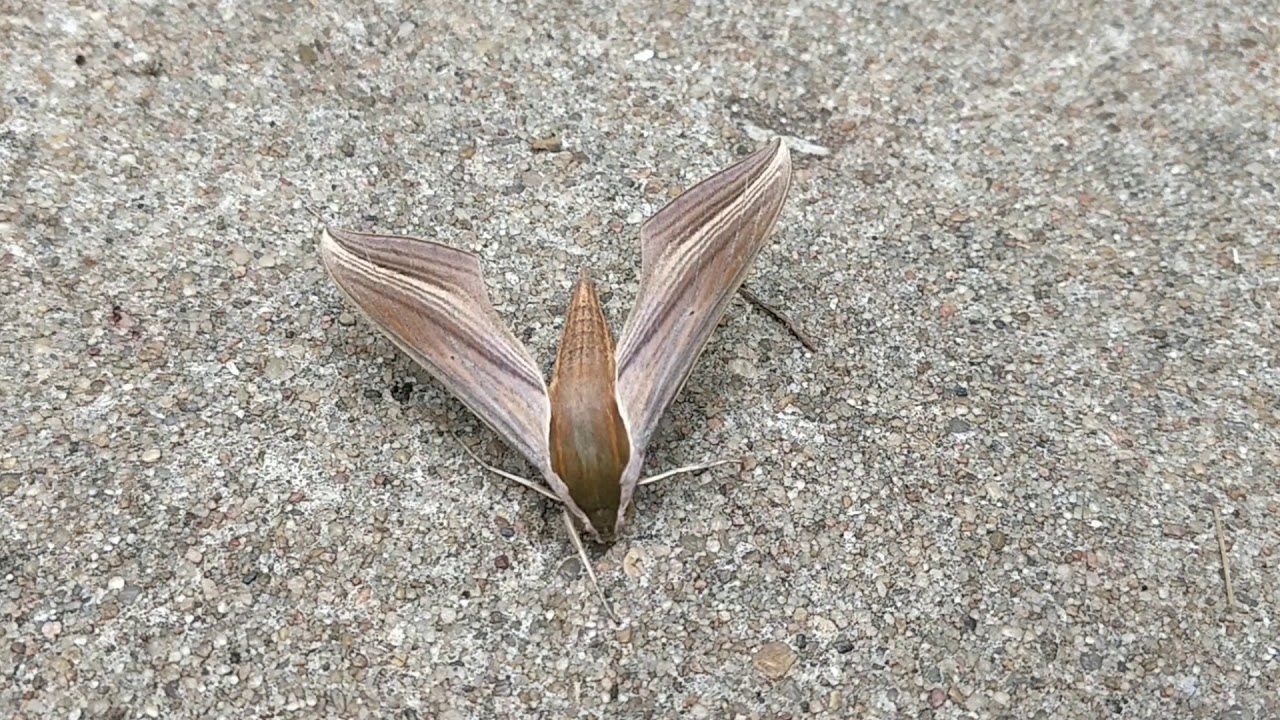 Tersa Sphinx Moth - Thank You #4 (600 subscribers) 2018 09 13