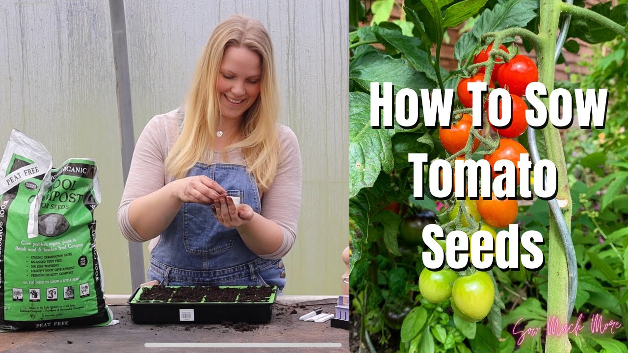 Growing Tomatoes from Seed YouTube