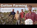 100 एकड़ का बड़ा कपास फार्म । कपास (रूई) की खेती की संपूर्ण जानकारी। How Cotton is Cultivated .